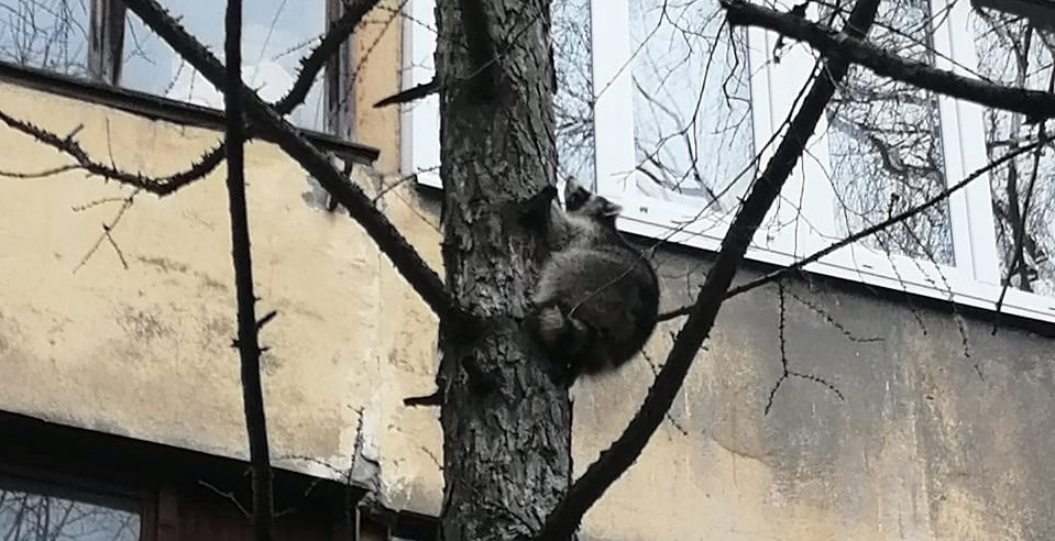 На севере Петербурга спасатели сняли с дерева свирепого енота