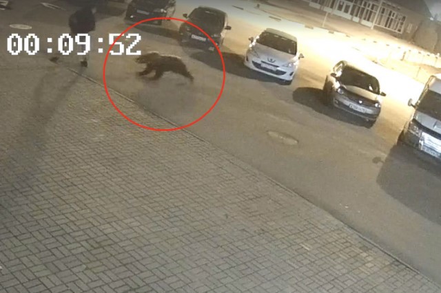 В Ярославль зачастили медведи: видео