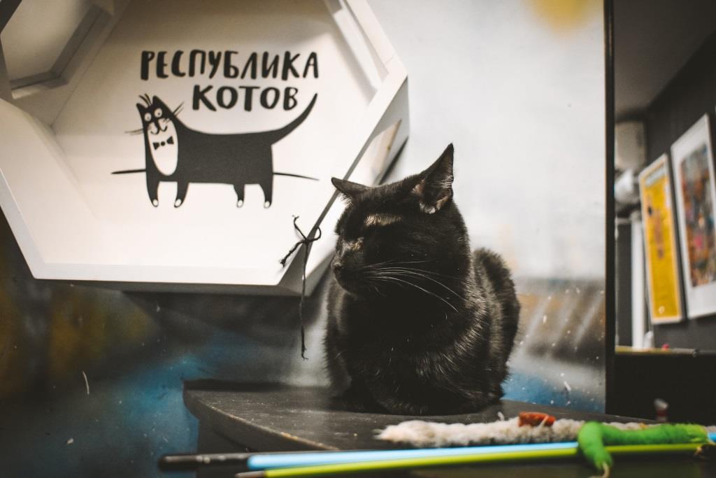 Кото-культурная столица творчески славит пушистых обитателей