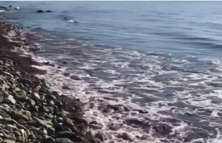 Покраснение Черного моря списали на водоросли