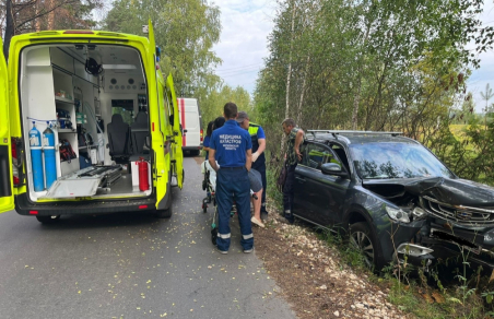 Кот напал на водителя и устроил аварию в Подмосковье