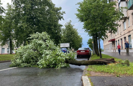 Шторм обрушил в Петербурге 267 деревьев
