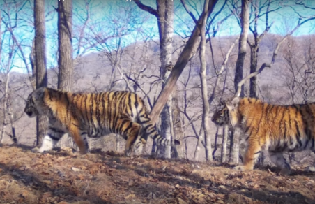 В Приморье сняли на видео рекордный выводок тигров