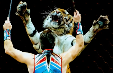 Депутаты Ленобласти хотят запретить в России цирки со зверями
