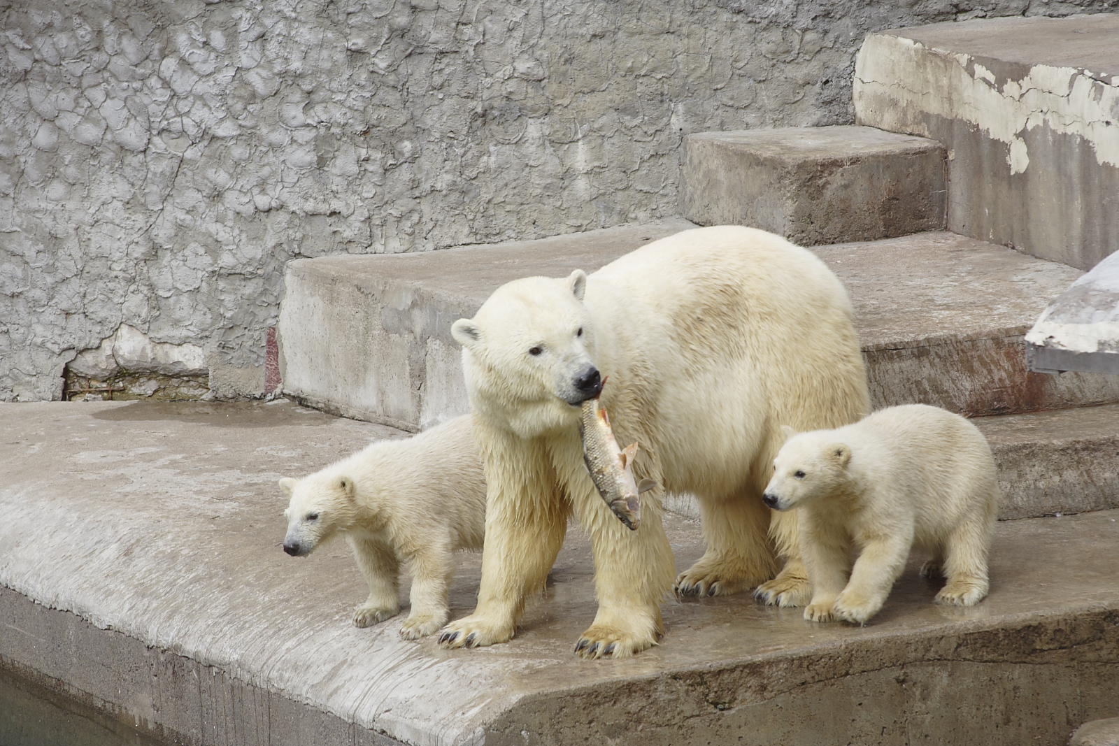 Санкт петербург зоопарк фото всех животных
