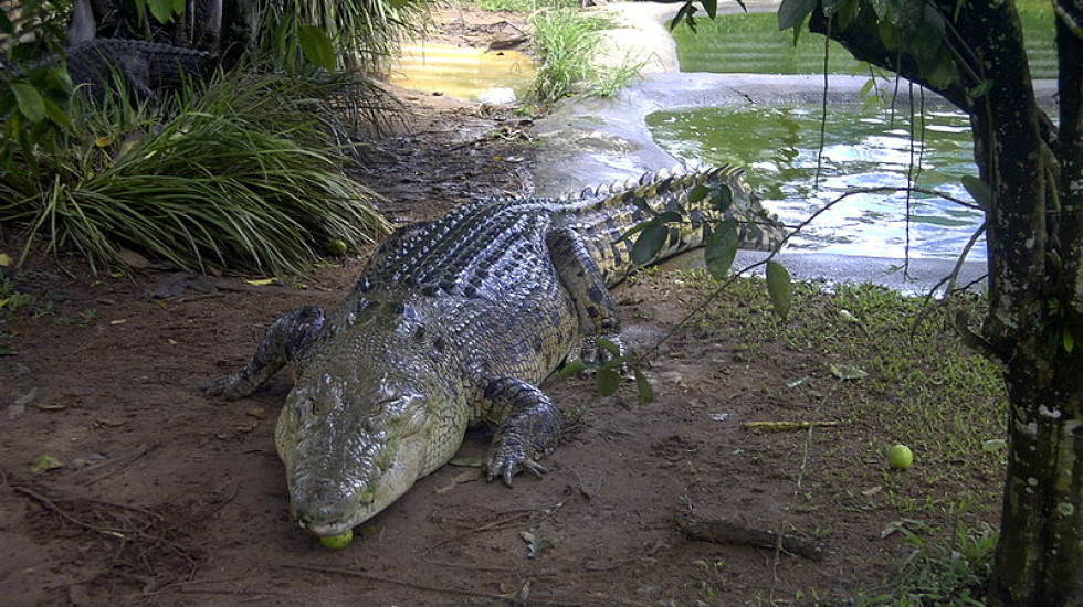 Австралийца на рыбалке съели крокодилы