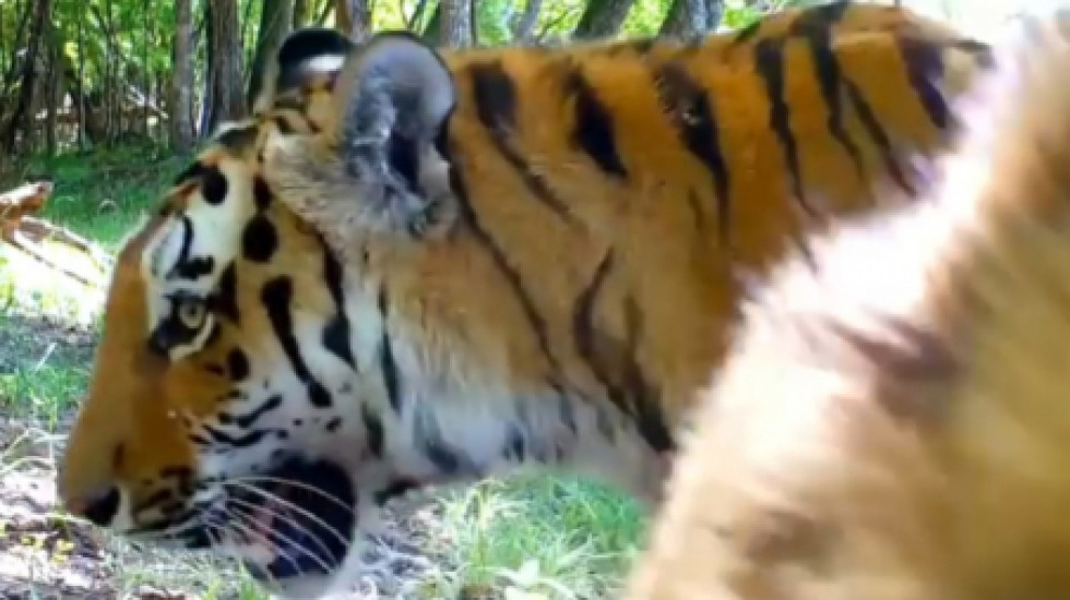 Семья амурских тигров у водопоя попала на видео