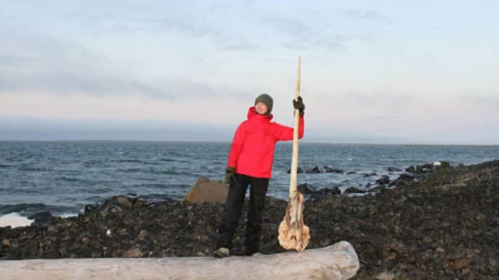 Полярники нашли огромный бивень арктического кита-единорога