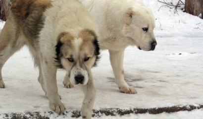 Жительница Петербурга добилась компенсации после нападения алабая