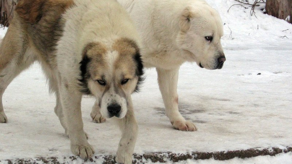 Жительница Петербурга добилась компенсации после нападения алабая