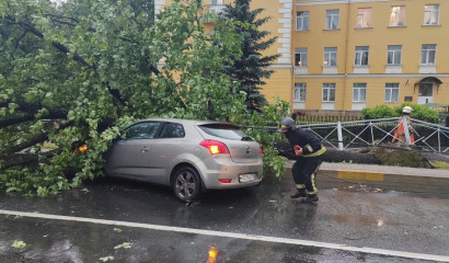 Жительница Петербурга добилась компенсации за упавшее на машину дерево