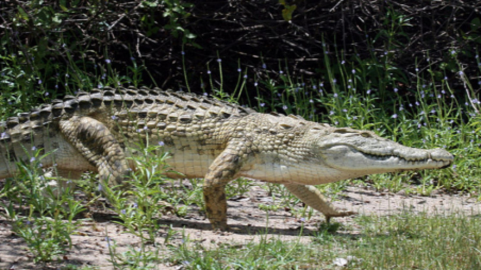 Крокодил в озере Виктория убил одного из мальчиков во время игр
