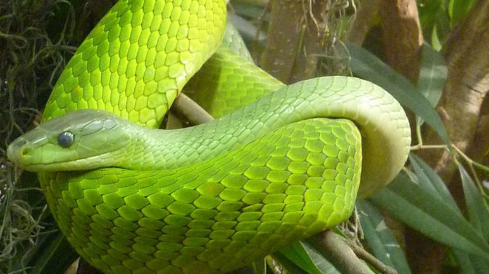 Биохимики разработали общее противоядие от змеиных укусов