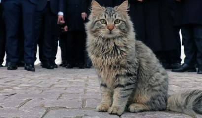 В Петербурге кошки на кузове машины спровоцировали стрельбу