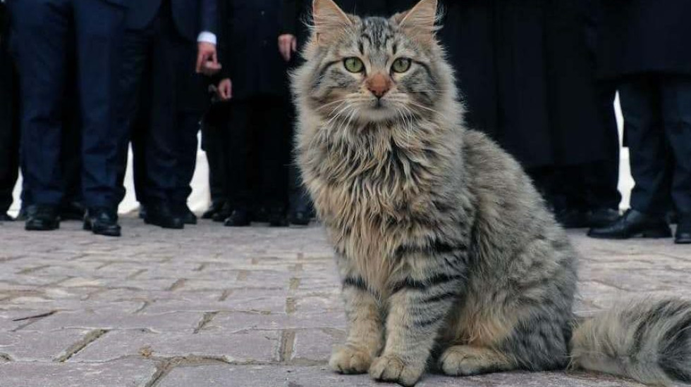 В Петербурге кошки на кузове машины спровоцировали стрельбу