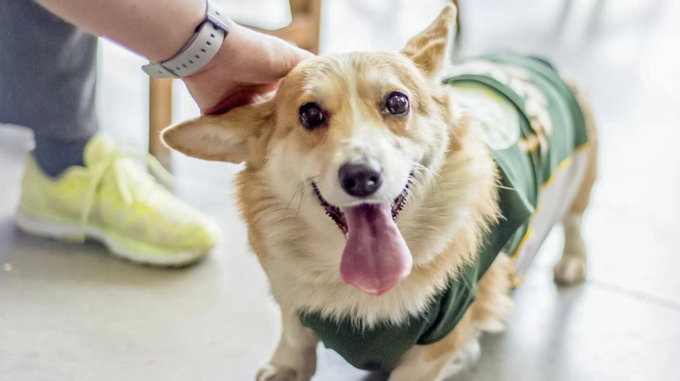 Хвостатые пассажиры