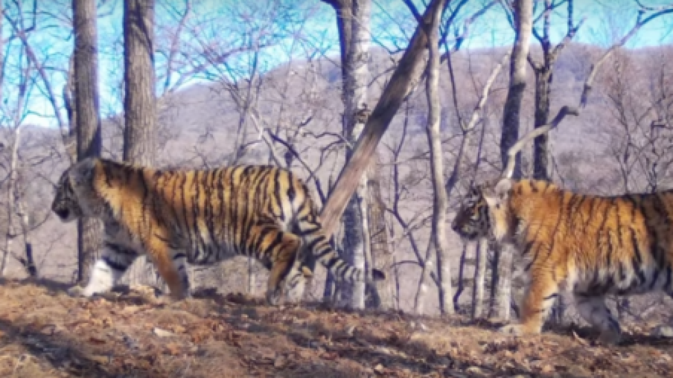 В Приморье сняли на видео рекордный выводок тигров