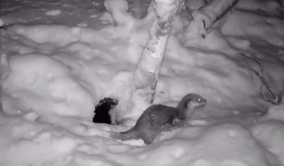 Выдра в выборгских лесах умывается снегом