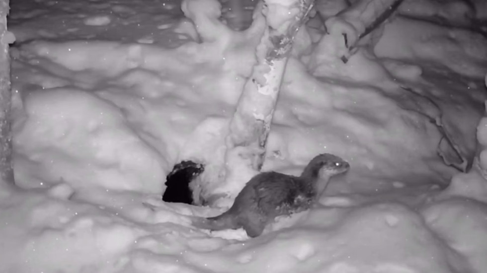 Выдра в выборгских лесах умывается снегом