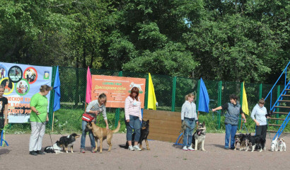Петербурженка засудила ветеринара за смертельную кастрацию бульдога