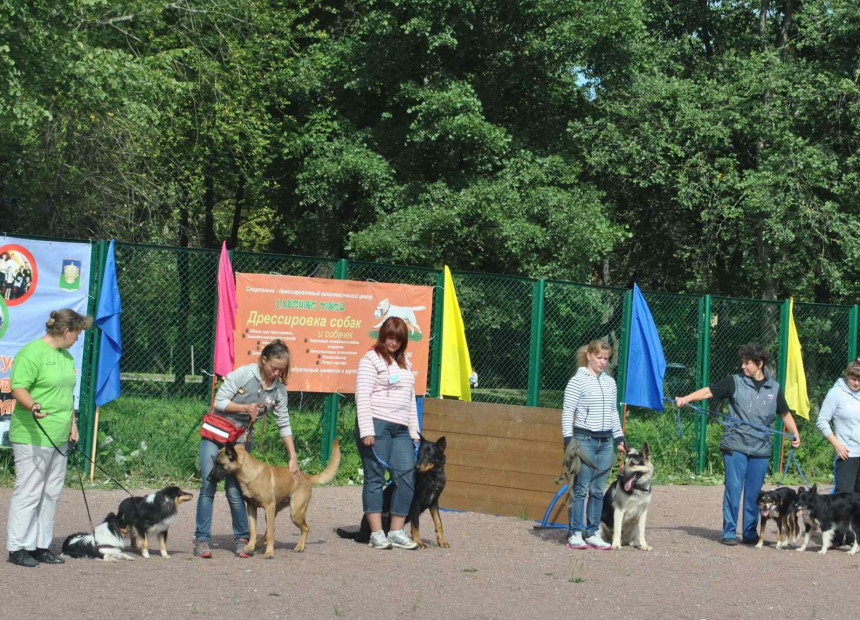 Петербурженка засудила ветеринара за смертельную кастрацию бульдога