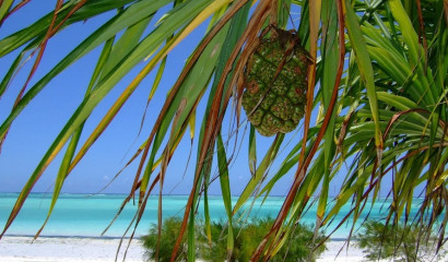 Житель Петербурга поверил в наследство от родственника из Африки