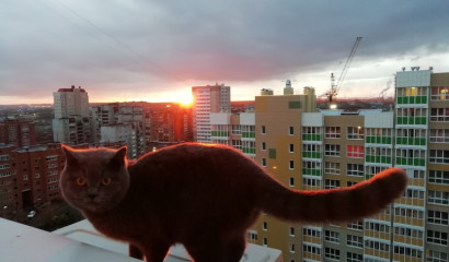 В Петербурге кошки на кузове машины спровоцировали стрельбу