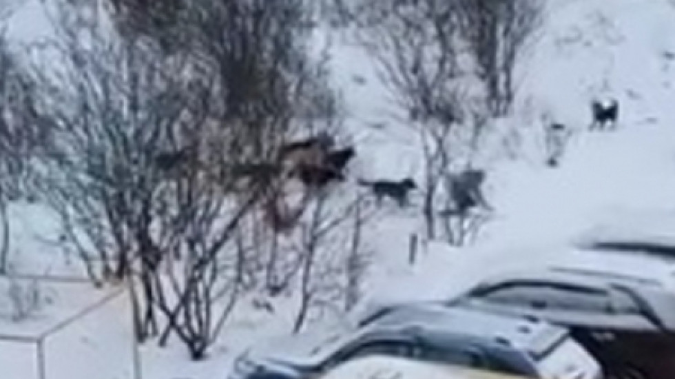 Собачья стая в городе Полярный нападает на детей