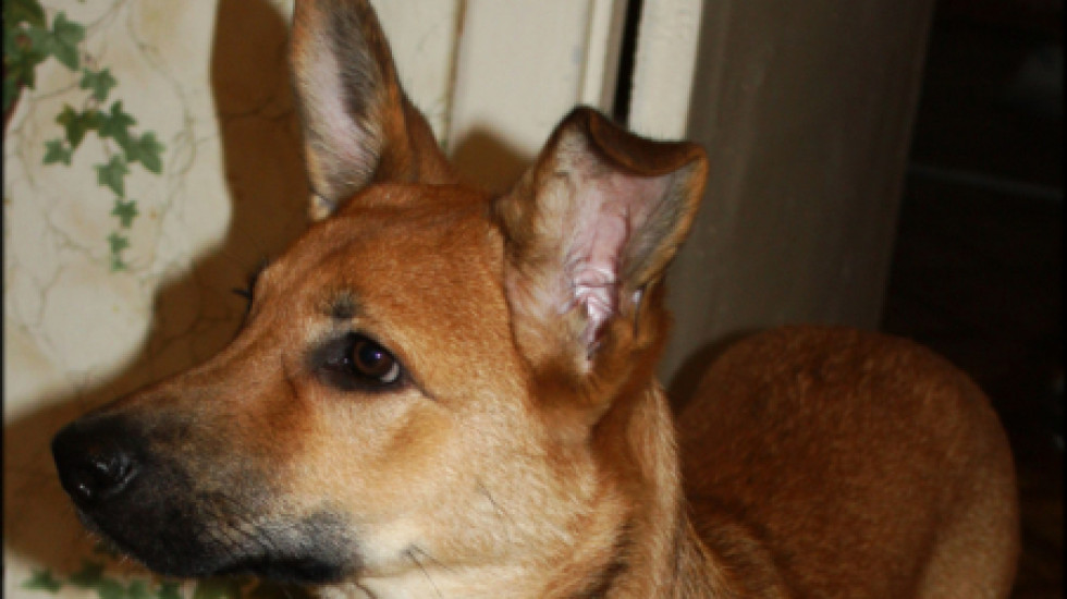 Бросивший щенка в окно житель Колпино получил 3,5 года колонии