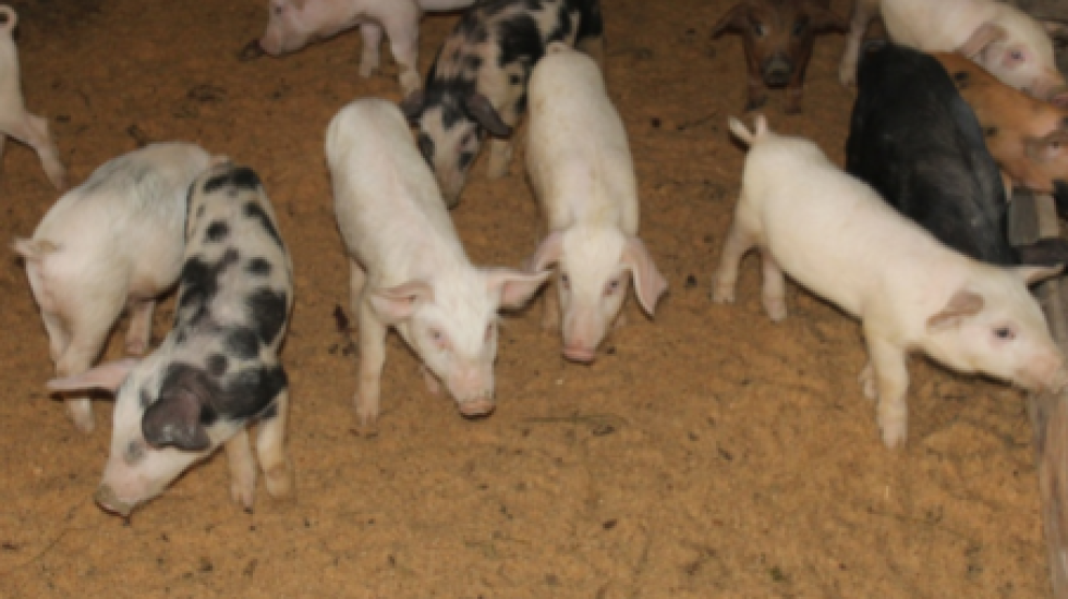 Фермерское хозяйство оказалось финансовой пирамидой для пенсионеров