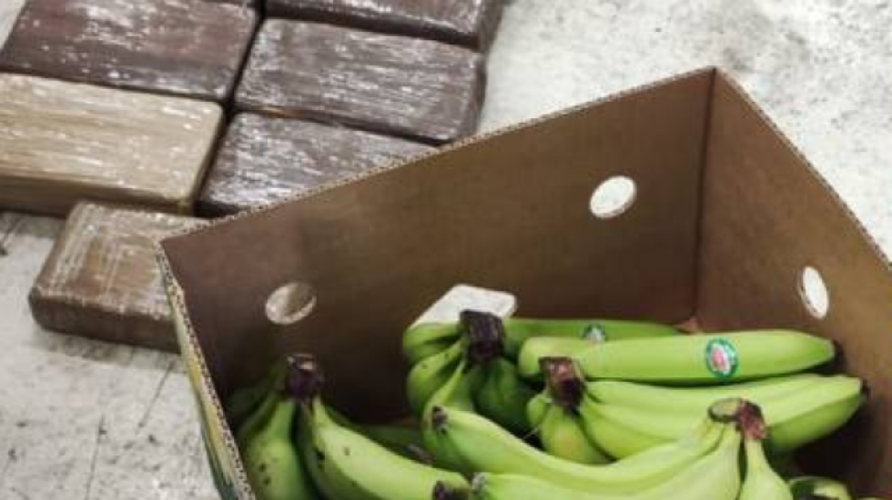 С эквадорскими бананами в Петербург приехало 11 кг кокаина