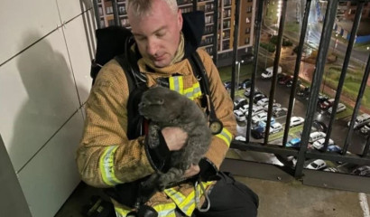 Пожарные вынесли кота из горящей квартиры в Мурино