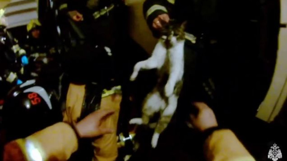 Петербургские пожарные спасали из огня 9 кошек и пса: видео