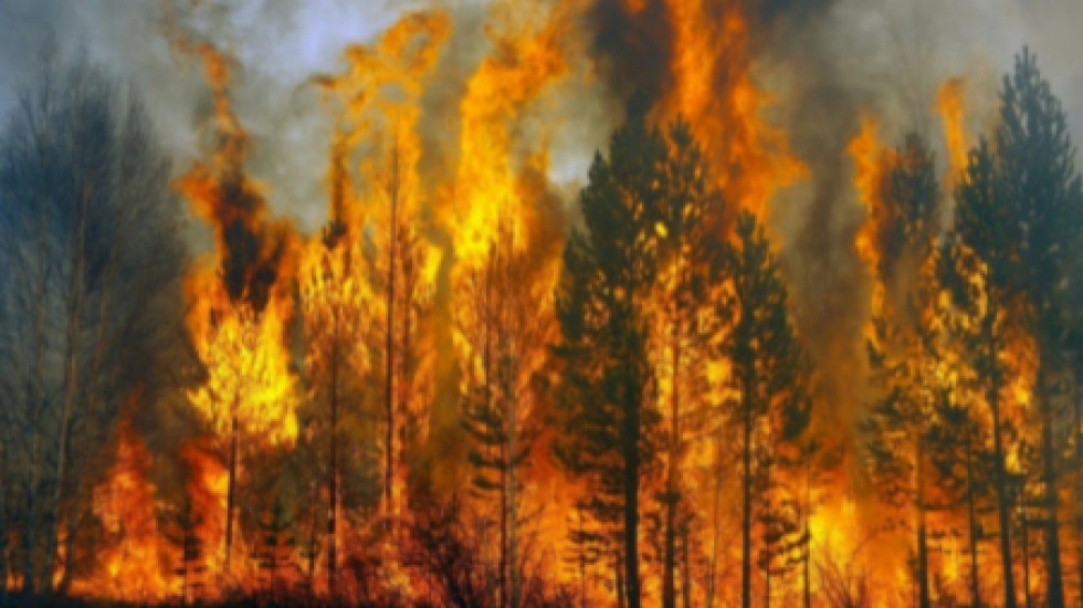 Генпрокуратура выявила намеренные поджоги лесов в Иркутской области