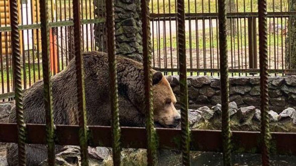 Суд в Петербурге освободил медведя из тесной клетки