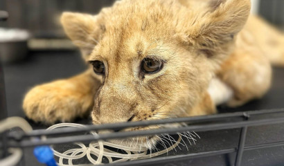 У жителя «Москва-Сити» забрали львенка со сломанными лапами