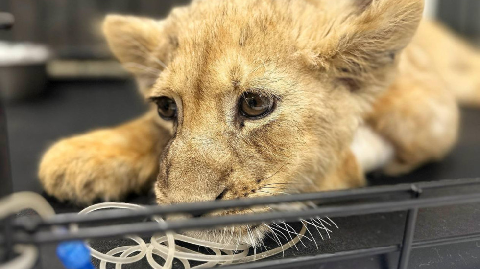 У жителя «Москва-Сити» забрали львенка со сломанными лапами