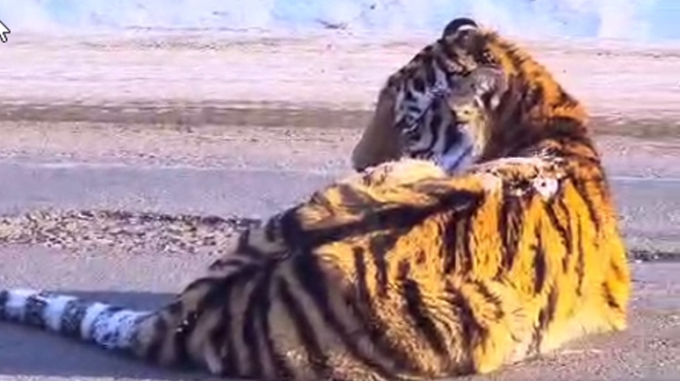 В Хабаровском крае машина сбила тигрицу
