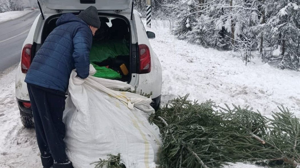 В Петербурге задержан мужчина за спил елок