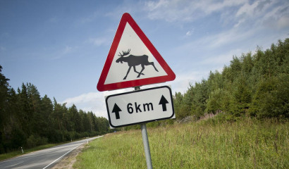 Лось попал под поезд на перегоне Саблино – Колпино