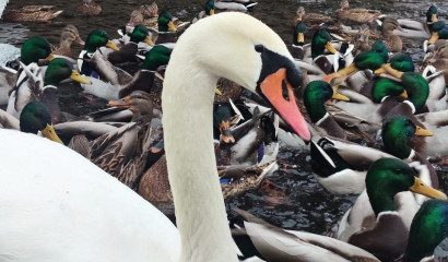 Лебяжий пруд Крестовского острова спасут подогрев и усиленное питание