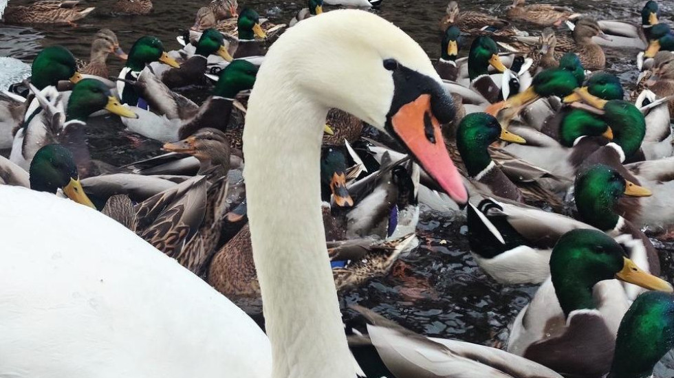 Лебяжий пруд Крестовского острова спасут подогрев и усиленное питание
