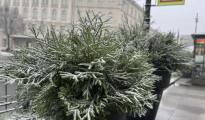 Петербургские улицы заполняют елки