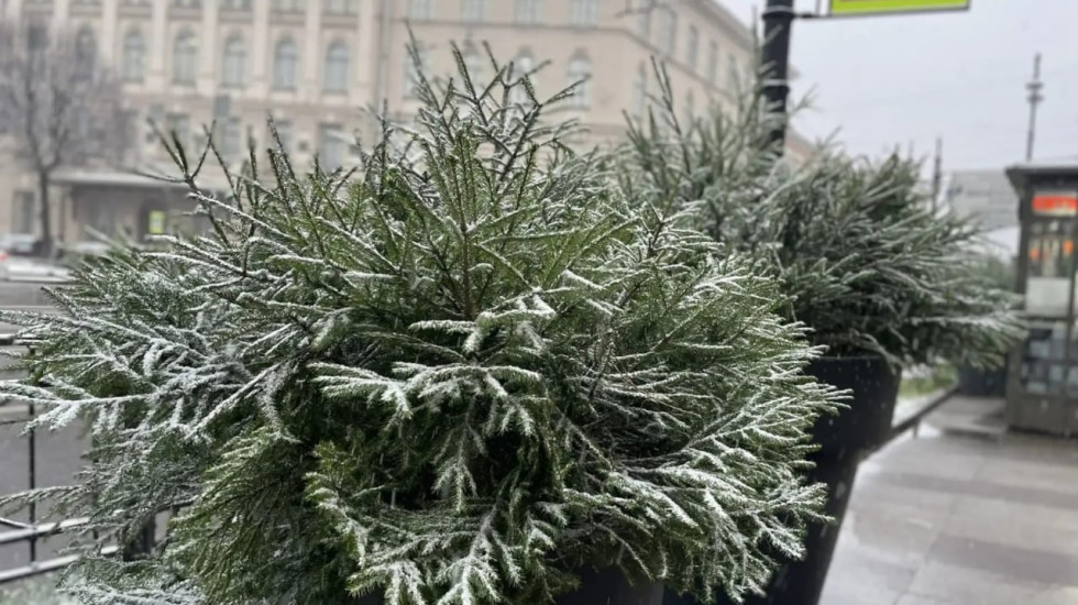 Петербургские улицы заполняют елки