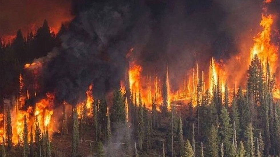 Ленобласть запретила мангалы и костры в лесу