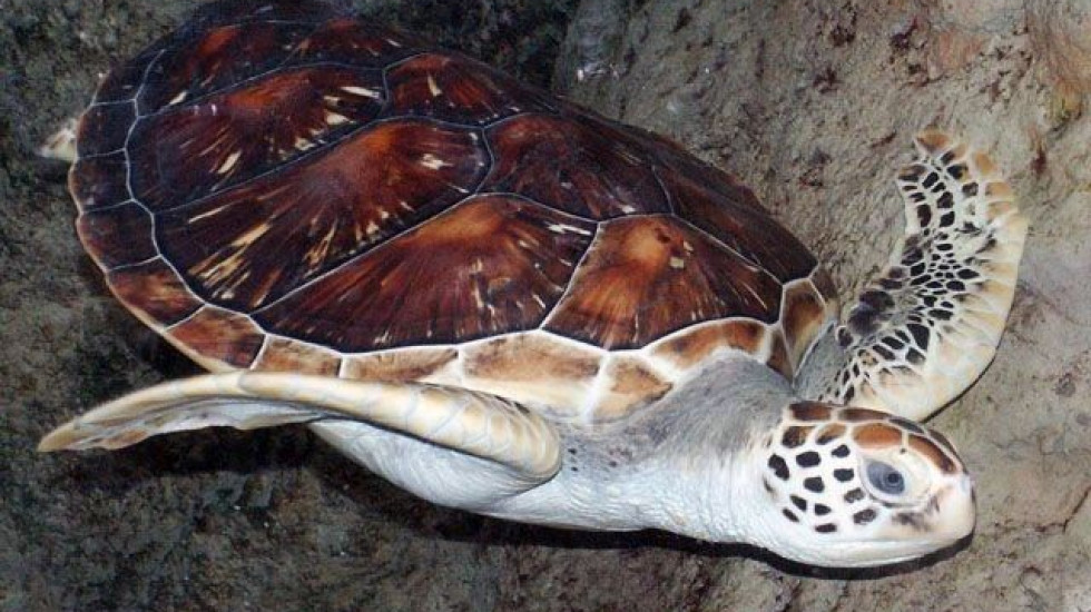 На Занзибаре девять человек умерли от мяса морской черепахи