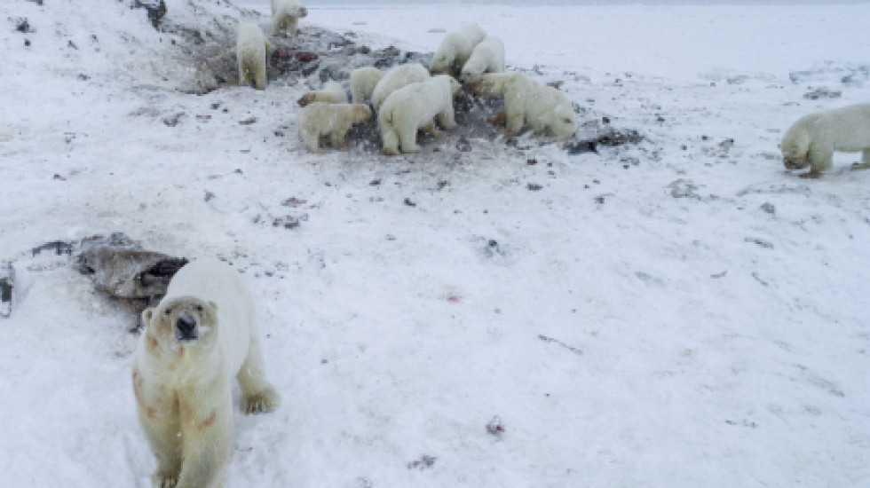 Более полусотни голодных белых медведей рыщет у села на Чукотке