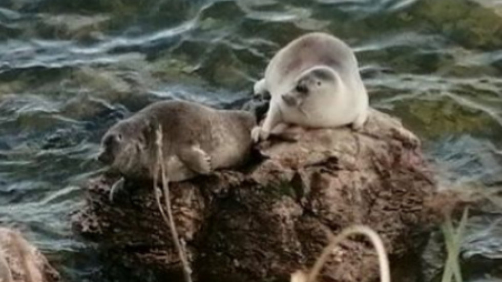 На Байкале инспектор встретил белую нерпу