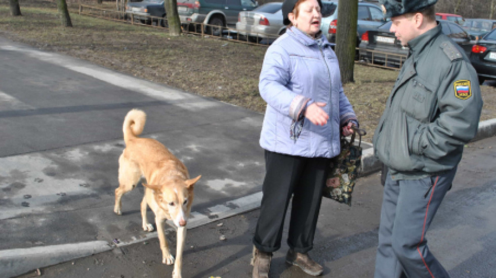 Бродячих собак распределят в места заключения
