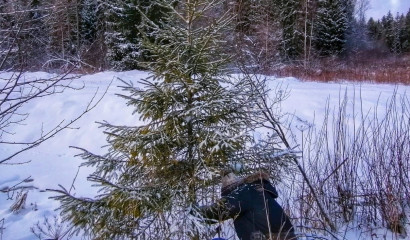 Власти Ленобласти приглашают в лес за елками